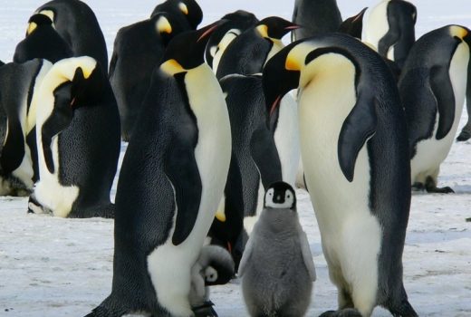 new emperor penguin colonies