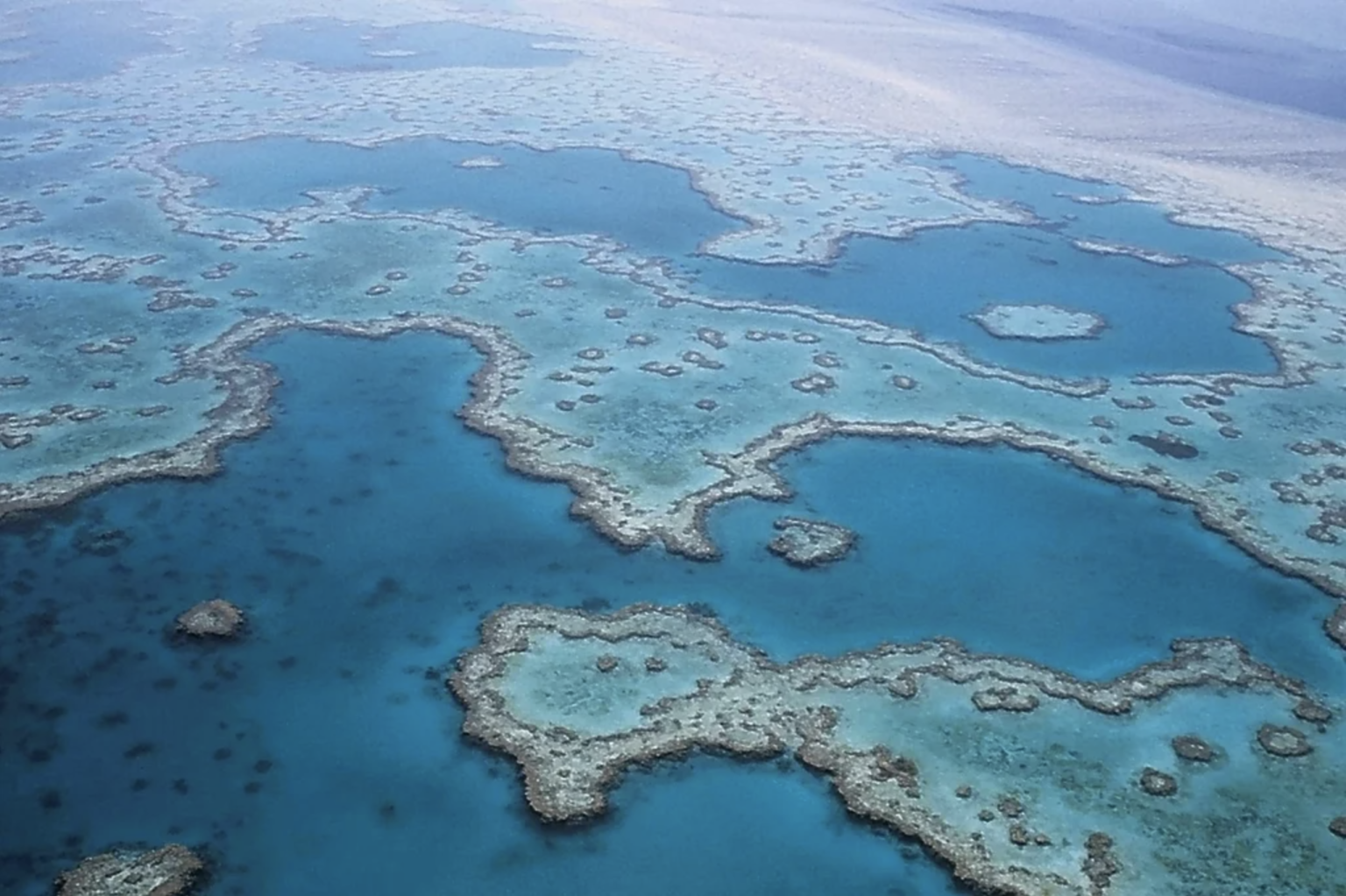 How Can The Great Barrier Reef Be Saved? - Earth.Org Kids