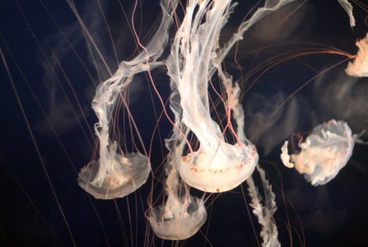 Jellyfish are thriving due to climate change induced ocean warming.