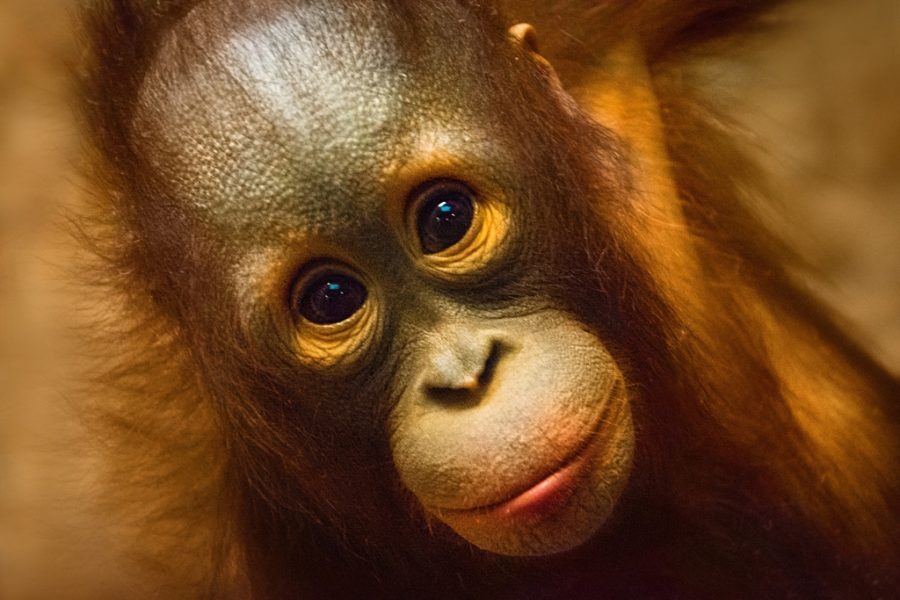 Orangutans future