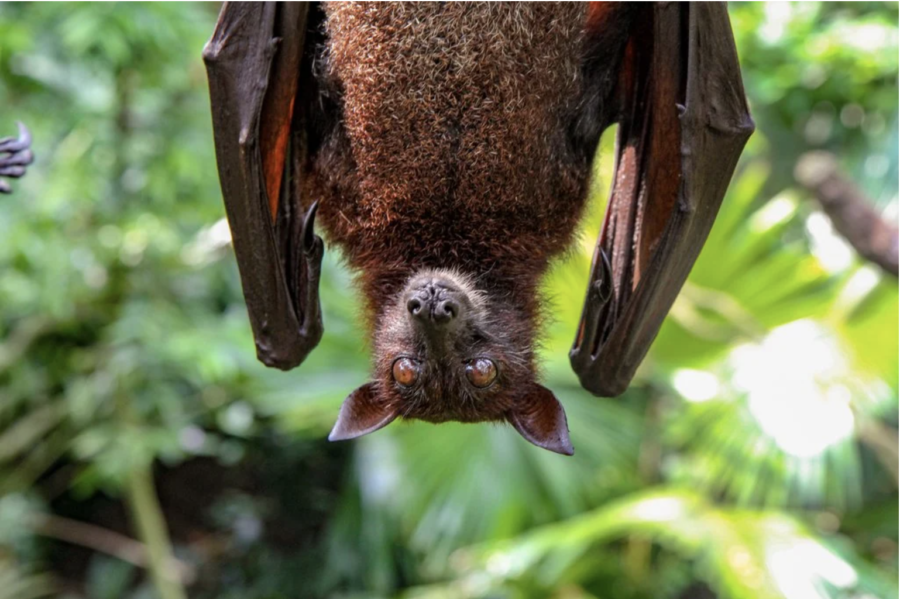Bats spread zoonotic diseases