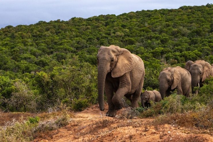 Why Are There Tuskless Elephants? - Earth.Org Kids