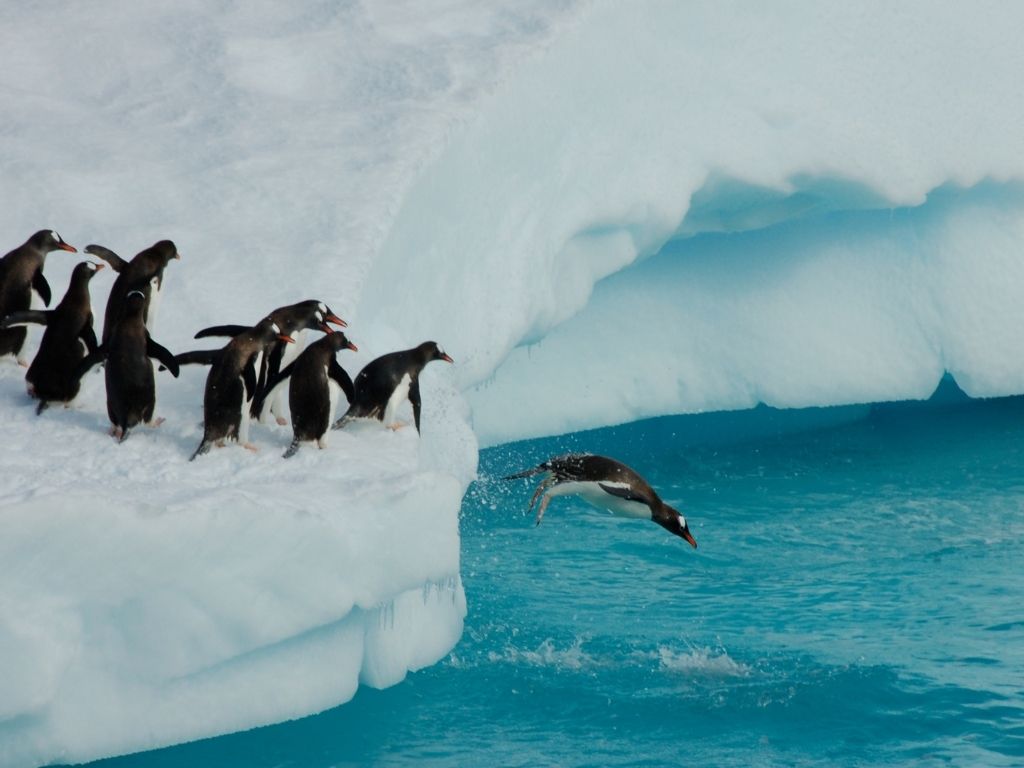 endangered penguin species
