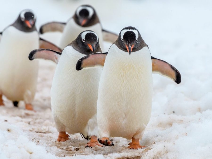 endangered penguin species