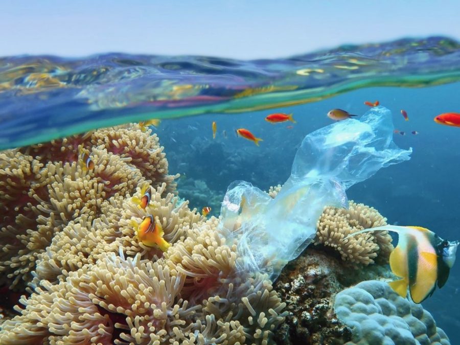 Microplastics visual data 5