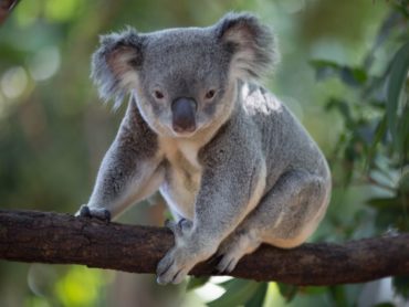 koalas endangered
