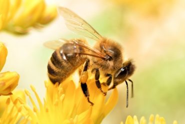 Are honey bees endangered