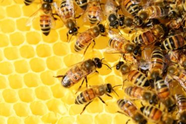 Why Are Honey Bees Endangered? - Earth.Org Kids