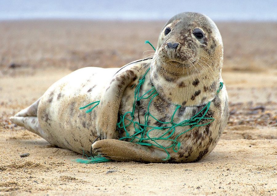 how does plastic impact animals