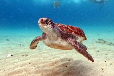 facts about sea turtles