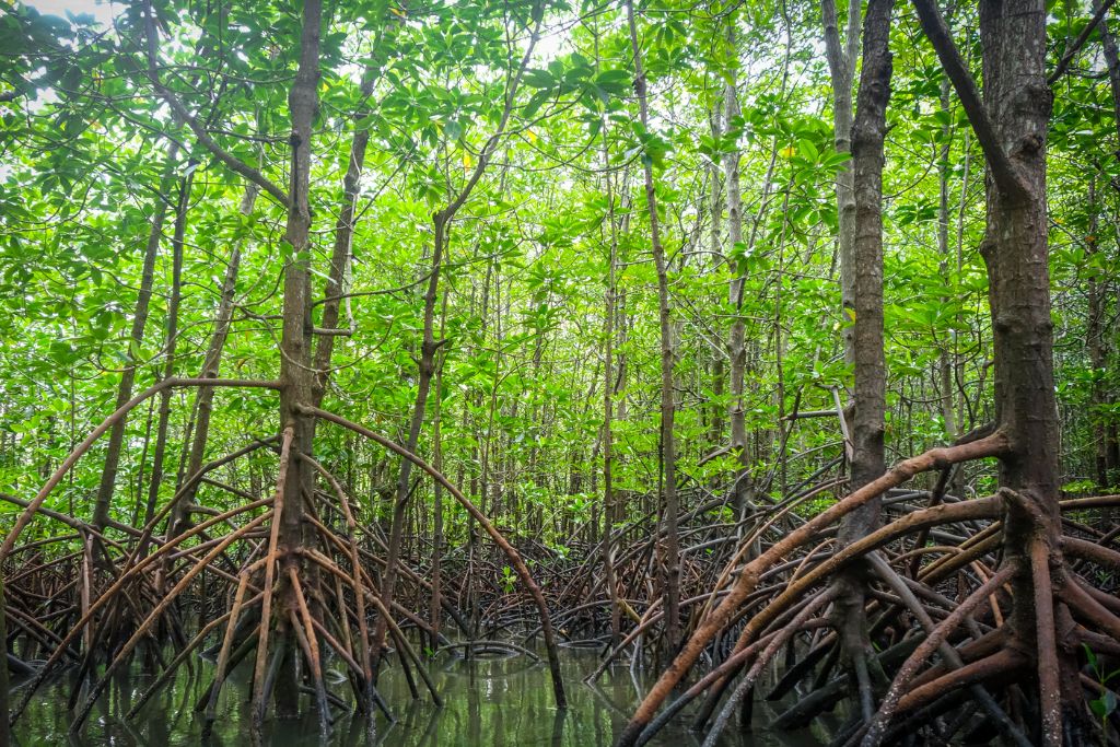 Facts About Mangrove Trees