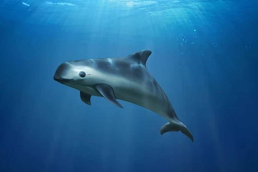 facts about the vaquita