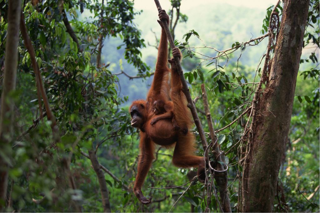 international orangutan day