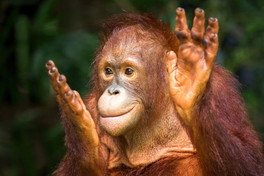 international orangutan day