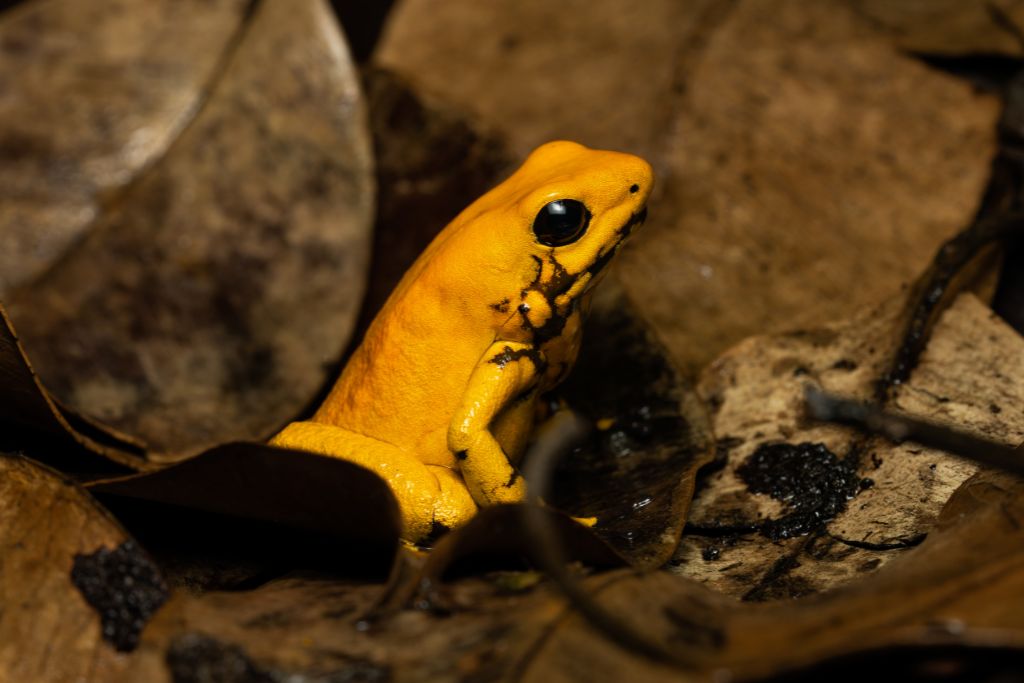 The International Union for Conservation of Nature's Red List of Threatened Species classifies the Panamanian golden frog as critically endangered