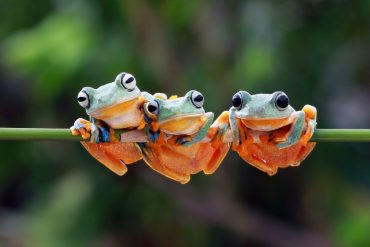 endangered frogs; three frogs hanging on a tree