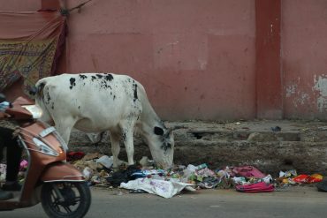 cow eating trash in Jaipur market, India; urban waste