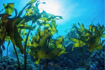 the benefits of seaweed farming