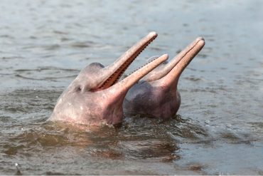 two endangered amazon pink river dolphins