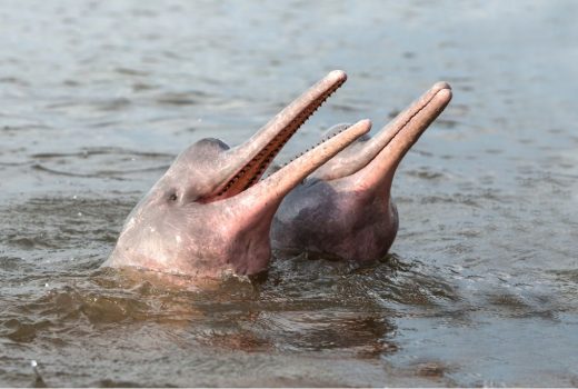 two endangered amazon pink river dolphins