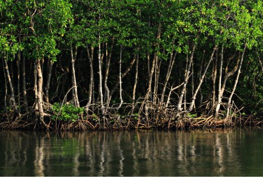 What are mangroves?