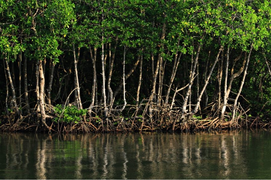 What are mangroves?
