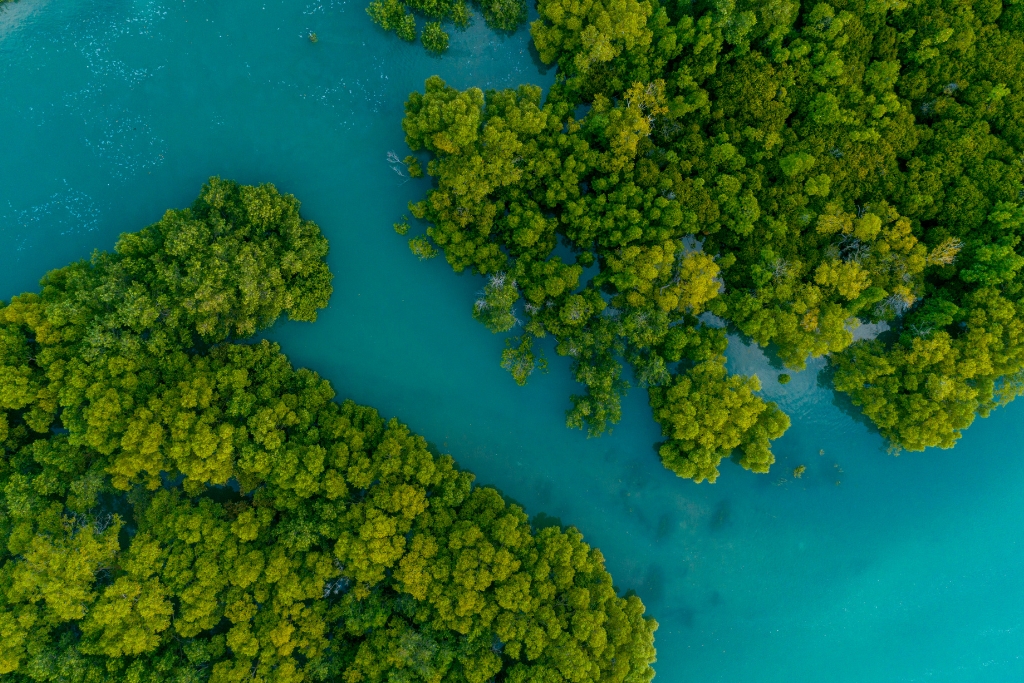 What are mangroves?