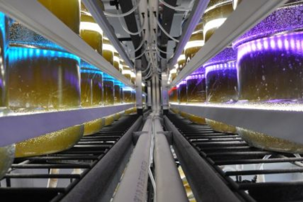 Breeding run of the Sydney Rock Oyster Breeding Program, taking place from October to December. Algal culture at Port Stephens Fisheries Institute.