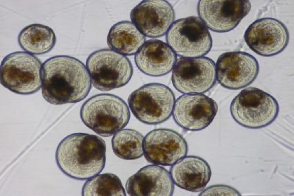 Breeding run of the Sydney Rock Oyster Breeding Program, taking place from October to December. Umbonate Sydney Rock Oyster larvae.