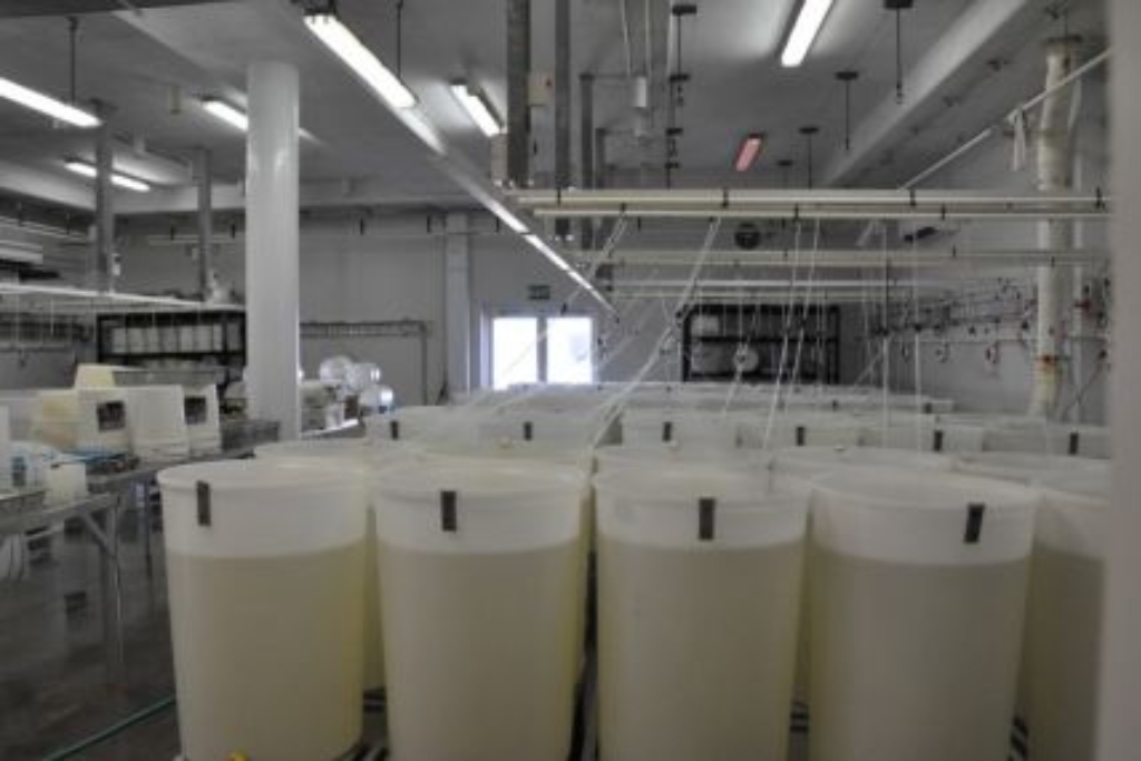 Breeding run of the Sydney Rock Oyster Breeding Program, taking place from October to December. Sydney Rock Oyster larval rearing for family breeding run.