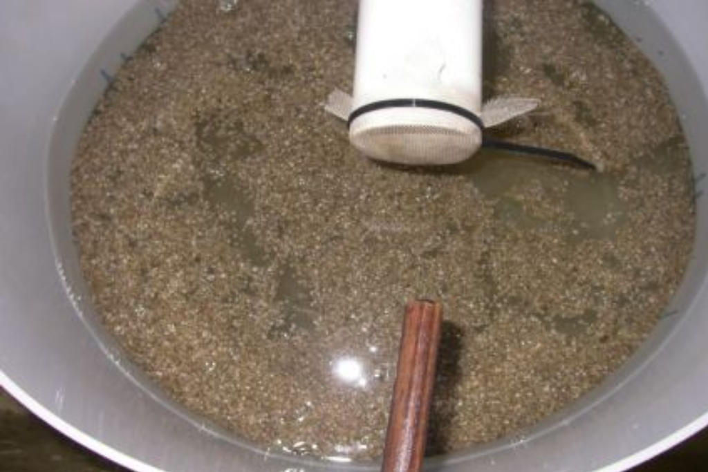 Spat in an upwelling nursery system.