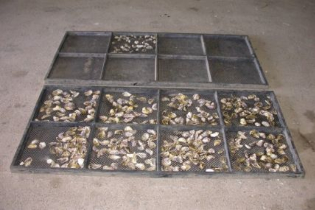 Sydney Rock Oyster Breeding Program.