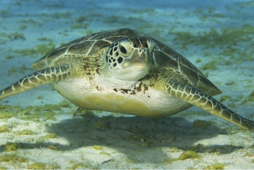 A green sea turtle in Bonaire.