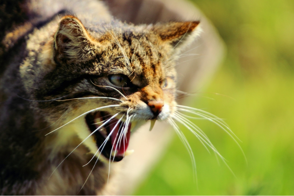 Scottish Wildcat.