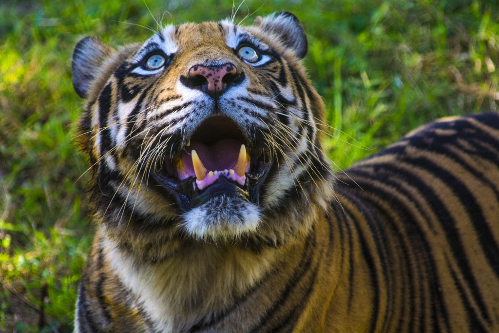 Sumatran tiger.