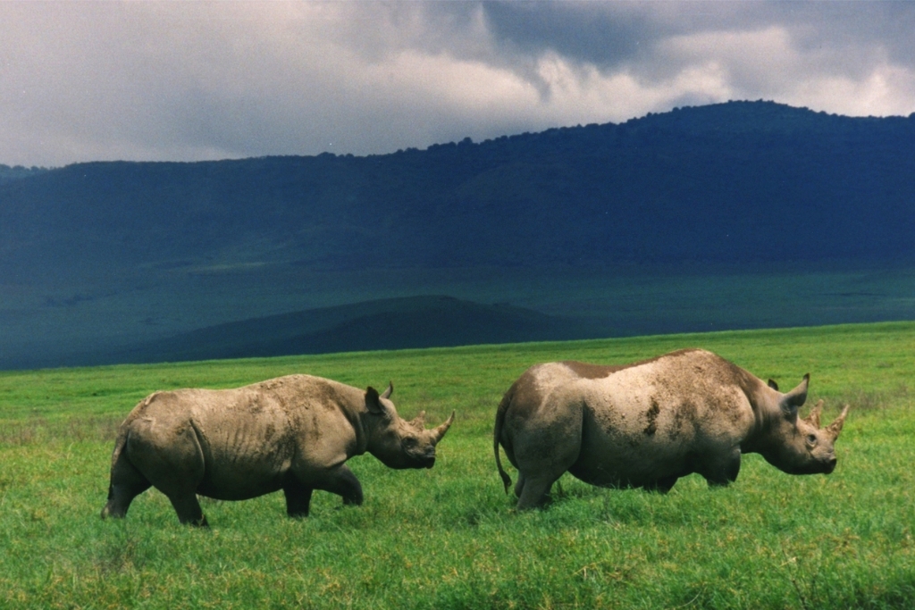 Black rhinos.