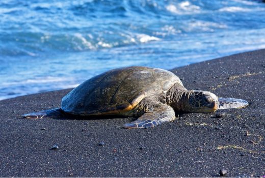 Hawaiian green sea turtle basking on Punalu'u Black Sand Beach.